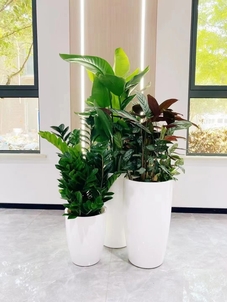 北仑绿植租赁，让你的生活空间充满盎然绿意